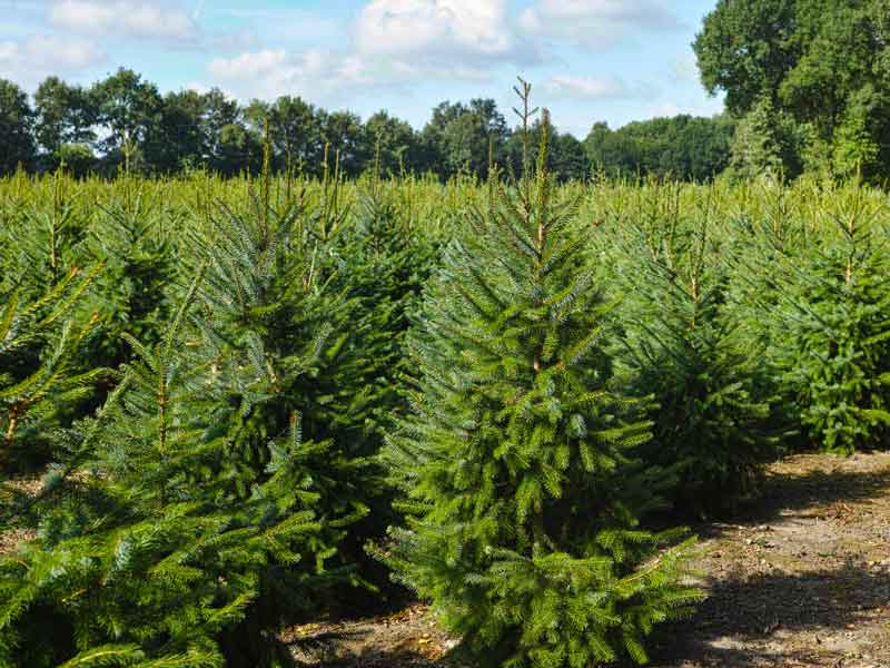 Les sapins de Noël du Morvan bientôt dotés d’une IGP ?