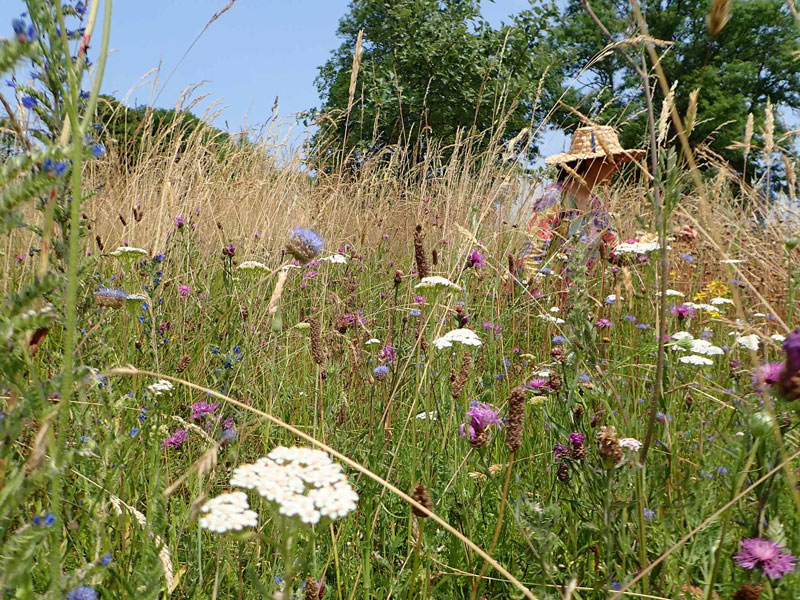 Silenes Virginie Benoit