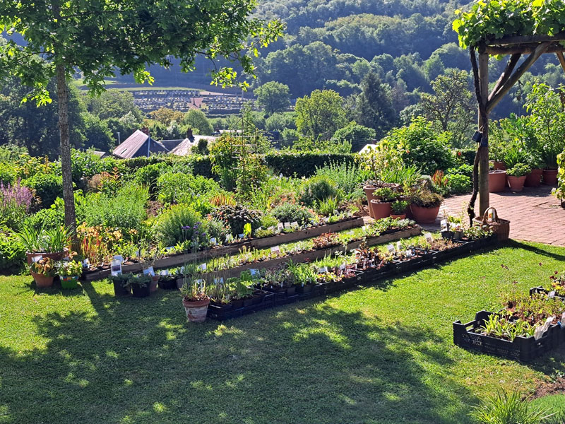 Plantes vivaces en Morvan